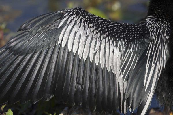 FL, Everglades NP Details of Anhinga wing